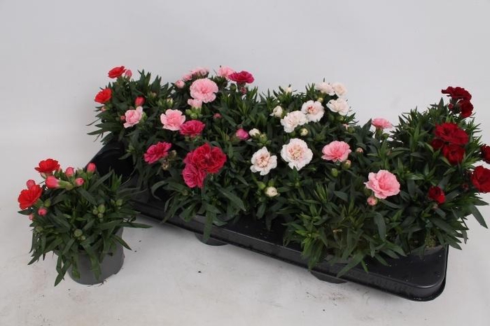 <h4>DIAN OSC GEM</h4>