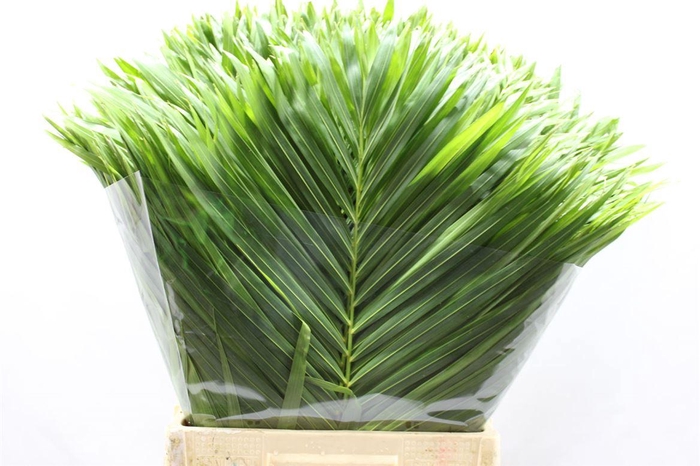 <h4>Areca Ivoorkust</h4>