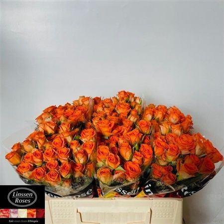 <h4>R Tr Picanto</h4>