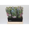 Oxypetalum Tweedia Blue