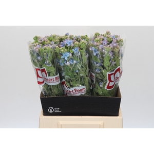 Oxypetalum Tweedia Blue