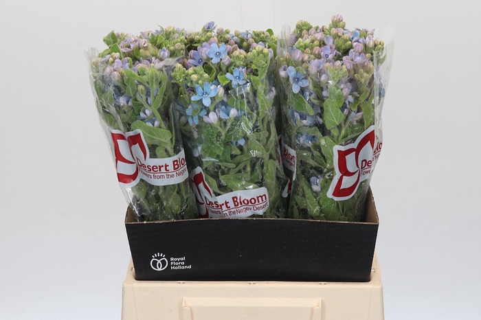 Oxypetalum Tweedia Blue