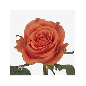 Rosa large on fire