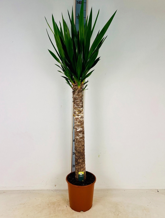 <h4>YUC ELEPHANTIPES</h4>