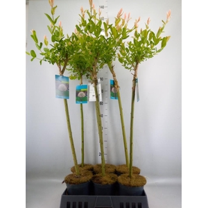 Salix integra 'Hakuro Nishiki'