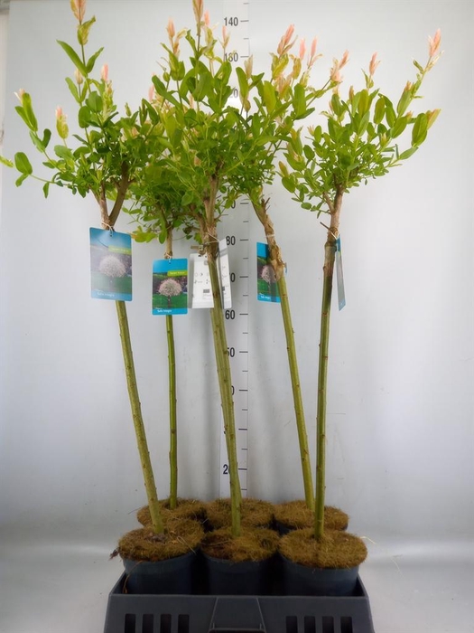 <h4>Salix integra 'Hakuro Nishiki'</h4>