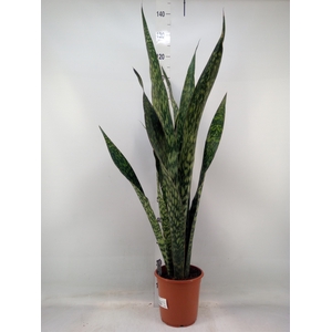 Sansevieria trifa.   ...