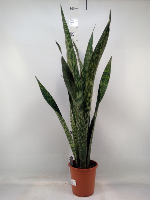 <h4>Sansevieria trifa.   ...</h4>