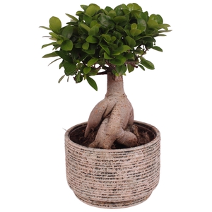 Ficus m. Ginseng Ball Shape Ø20cm in Ø22cm Ceramic NT567