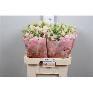 Eus G Chac Soft Pink