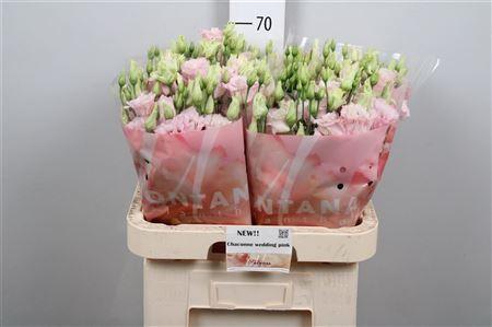 <h4>Eus G Chac Soft Pink</h4>