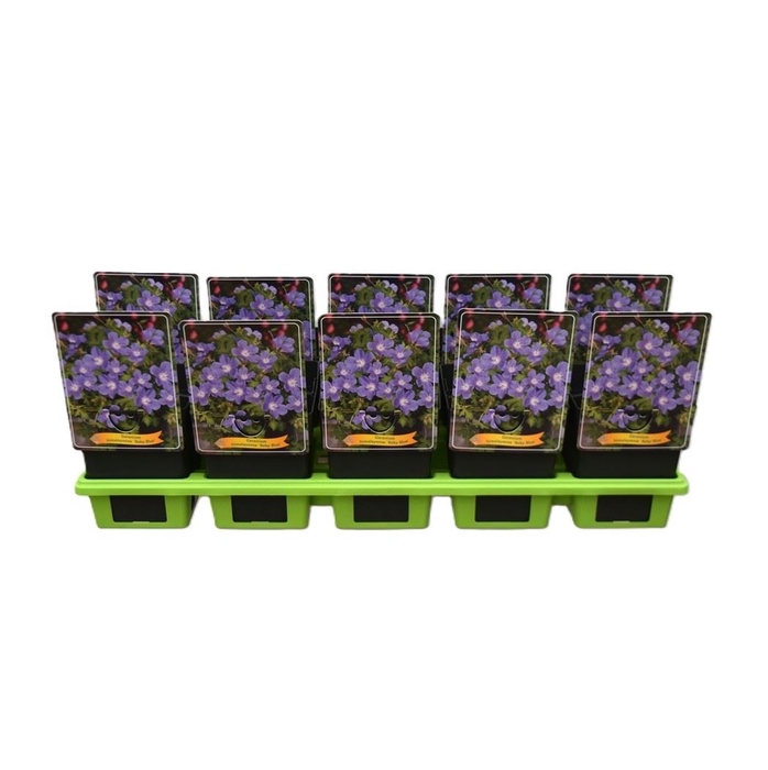 Geranium himalayense