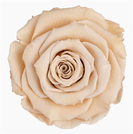 <h4>PRESERVED ROSA XL CHA 01</h4>