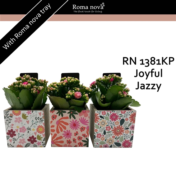 <h4>1381KP - Joyful Jazzy (Kalanchoe pink)</h4>
