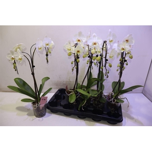 arr8 Phal Ov Wit Umbrella