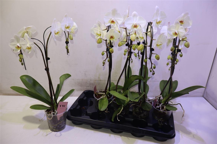 <h4>arr8 Phal Ov Wit Umbrella</h4>