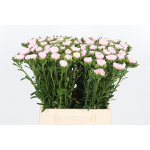 Callis Jules Pink