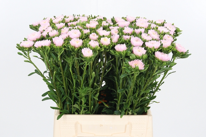 <h4>Callis Jules Pink</h4>