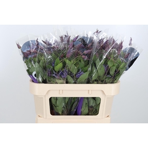 Clem Di Bl Pirouette