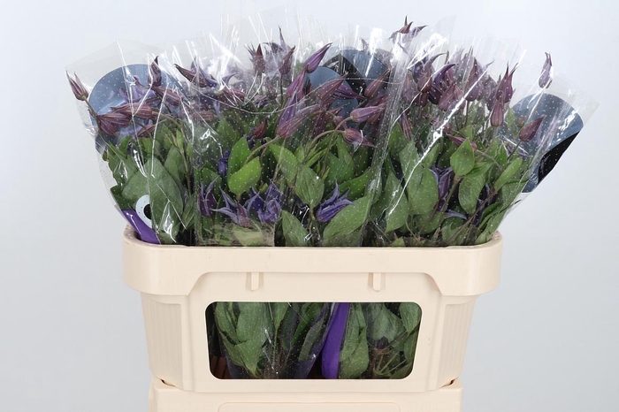 <h4>Clem Di Bl Pirouette</h4>