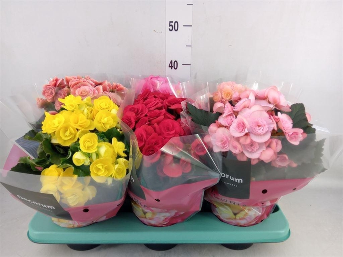 <h4>Begonia elat. DU   ...mix</h4>