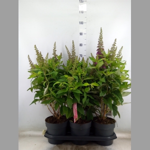 Buddleja davidii 'Butterf C Pink'