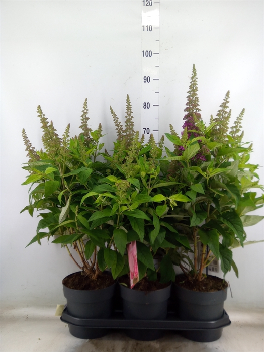 <h4>Buddleja davidii 'Butterf C Pink'</h4>