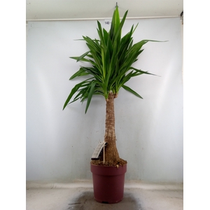 Yucca elephantipes   ...