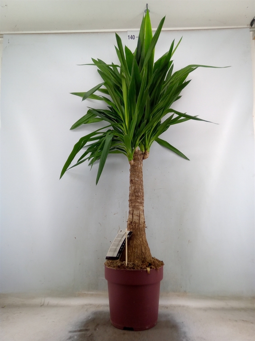 <h4>Yucca elephantipes   ...</h4>