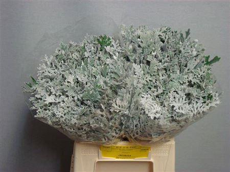 <h4>Jacobaea Maritima 40cm</h4>