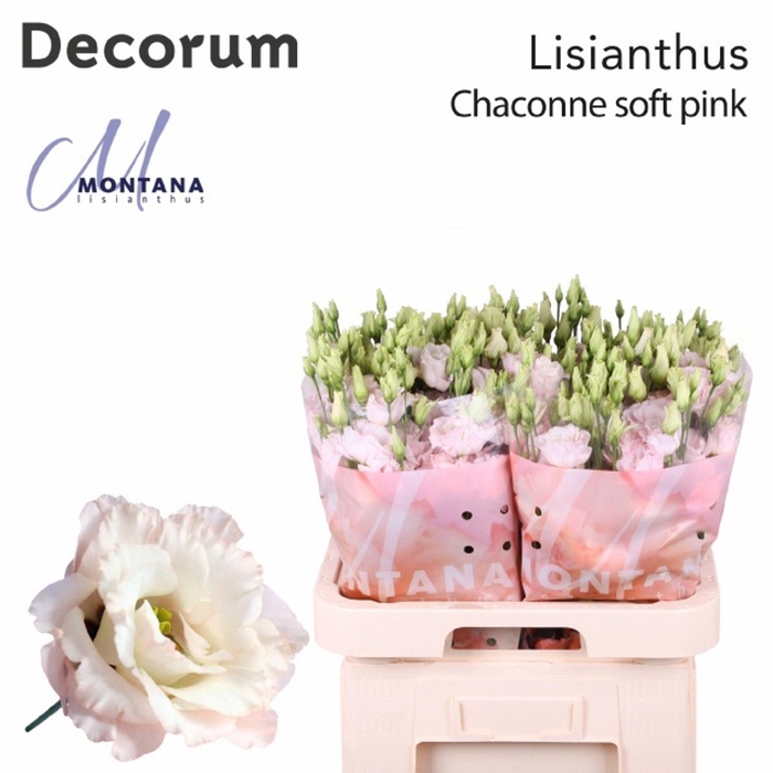 <h4>Lis G Chaconne Soft Pink</h4>
