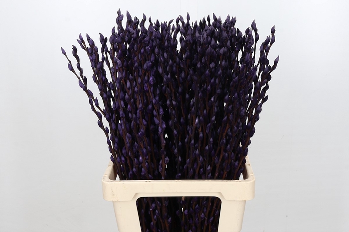 <h4>Salix Caprea Snow Flake P. Aubergine</h4>