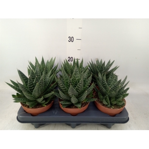 Gasteria