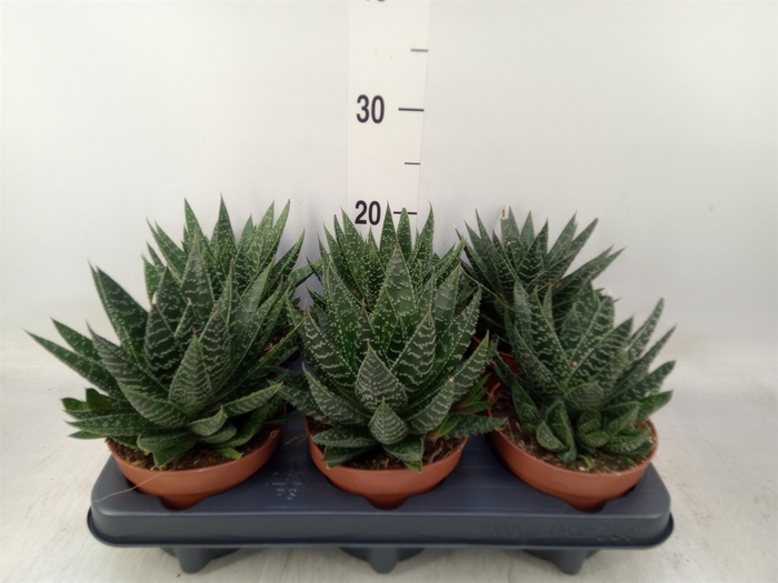 <h4>Gasteria</h4>