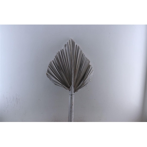 Dried Palm King Spear Xl W45 Frosted