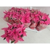Euphor P Pri Pink
