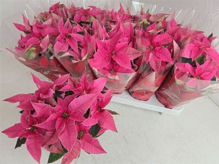 Euphor P Pri Pink