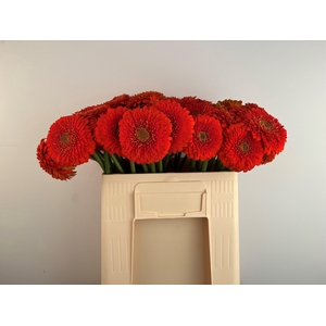 GE MB POMPONI FOZZIE