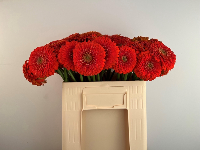 <h4>GE MB POMPONI FOZZIE</h4>