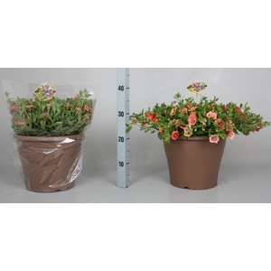 CALIB MINIF GEM POT