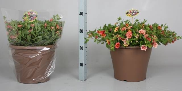 <h4>CALIB MINIF GEM POT</h4>