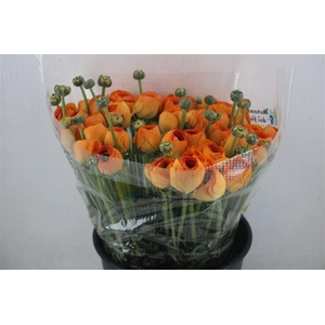 Ran Cloni Sup Lambada