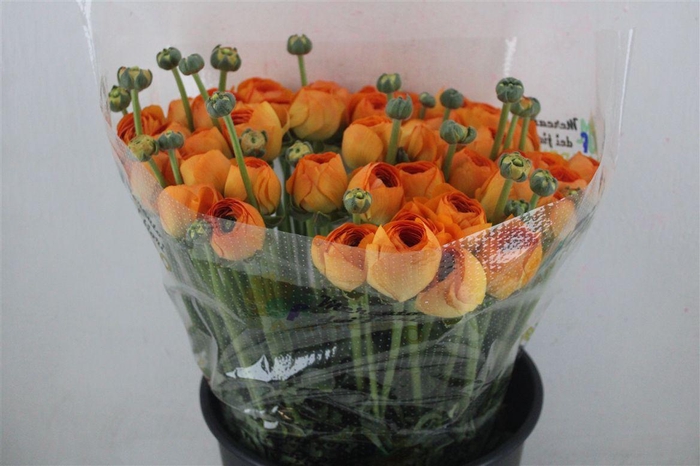 <h4>Ran Cloni Sup Lambada</h4>