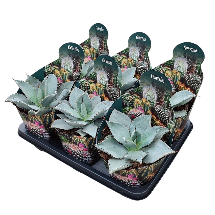 <h4>Agave Pygmaea Dragon Toes Potcover</h4>