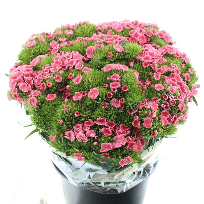 <h4>Di Barb Coral Pink</h4>