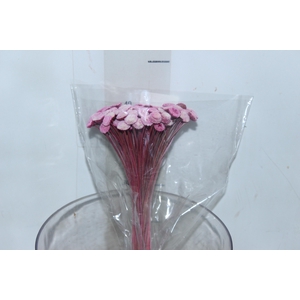 PLANTA SECA BOTAO BRANCO ROSA  40CM