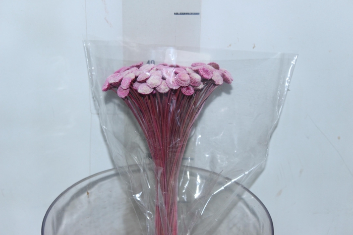 <h4>PLANTA SECA BOTAO BRANCO ROSA  40CM</h4>