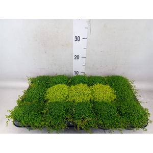 Soleirolia soleirolii   ...mix 2