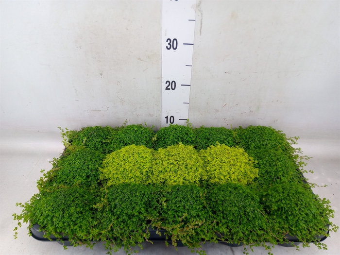 <h4>Soleirolia soleirolii   ...mix 2</h4>