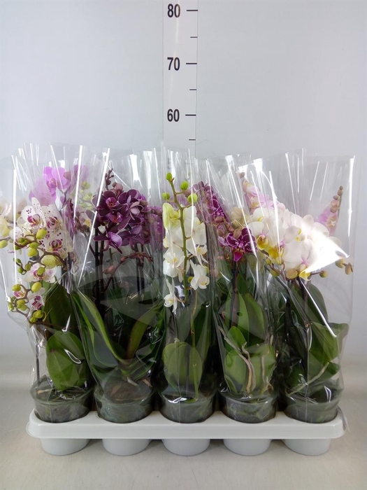 <h4>Phalaenopsis multi. ...mix 5</h4>